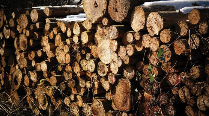 Vendita del materiale legnoso ritraibile dal taglio delle unità culturali previste dal bosco denominato
